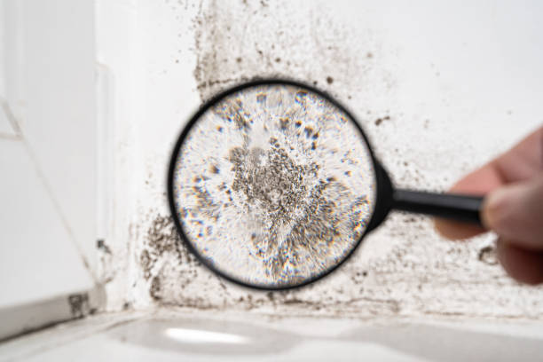 Best Forensic Mold Investigation  in Belleview, FL